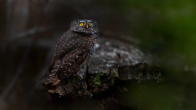 Small owl yellow eyes branch free wallpaper - medium preview image