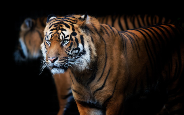 White tiger closeup black background free wallpaper - medium preview image