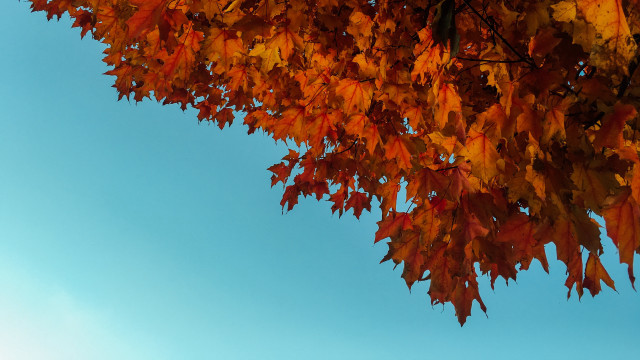 Orange leaves tree blue sky free wallpaper - medium preview image