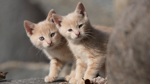 Kittens rock wall leaves blurry free wallpaper - medium preview image