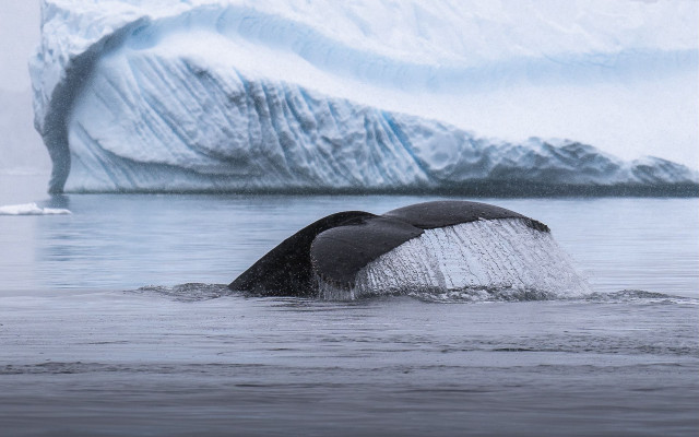 Whale iceberg ocean ecological art free wallpaper - medium preview image