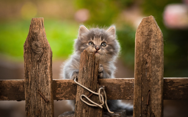 Kitten fence wood rope animal free wallpaper - medium preview image