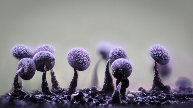 Frosty plants macro assemblage gradient free wallpaper - medium preview image