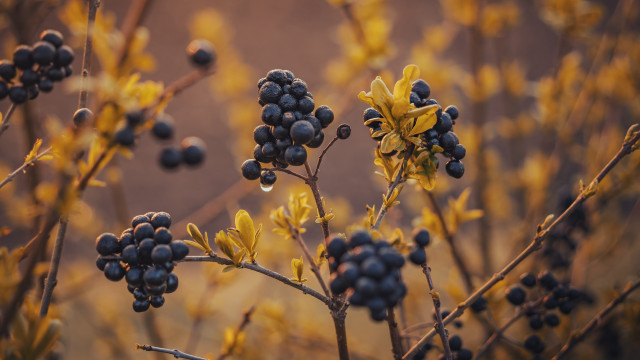 Plant berries yellow leaves macro free wallpaper - medium preview image