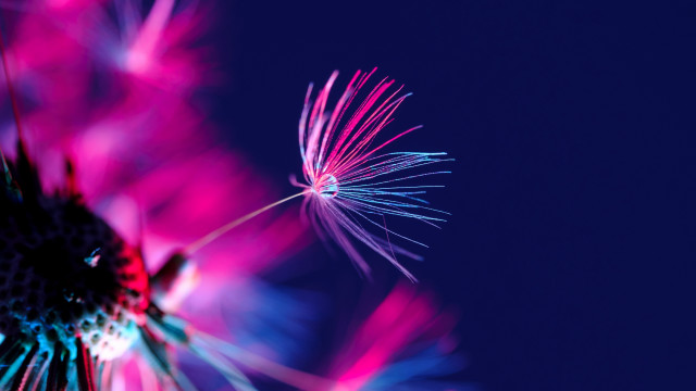Dandelion pink blue macro fireworks #2 free wallpaper - medium preview image