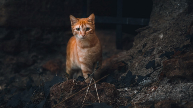 Cat rock dark serious carlos free wallpaper - medium preview image