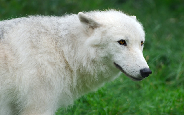 White wolf grassy field black free wallpaper - medium preview image