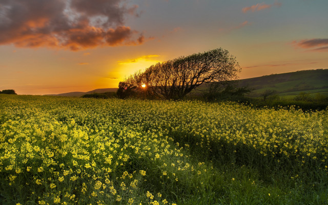 Yellow flower field sunset tree free wallpaper - medium preview image
