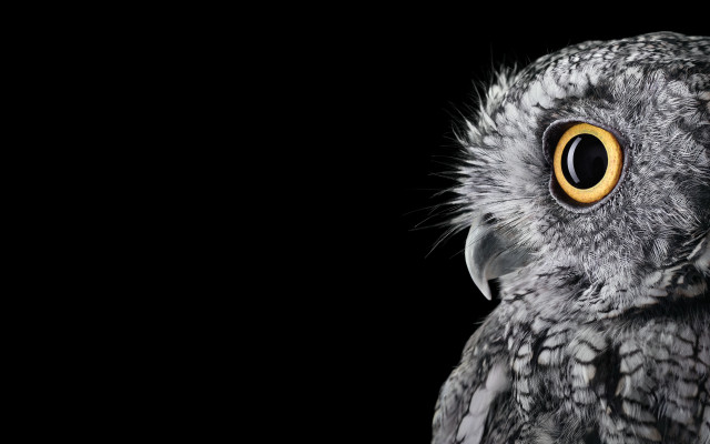 Bird eye monochrome smile open free wallpaper - medium preview image