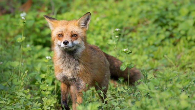 Red fox green grass blurry free wallpaper - medium preview image