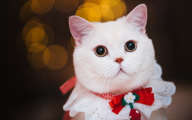 White cat red bow dress free wallpaper - medium preview image