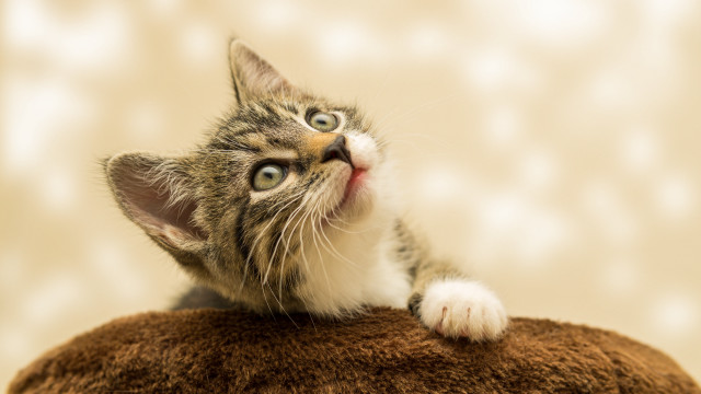 Kitten stuffed animal surprised look free wallpaper - medium preview image