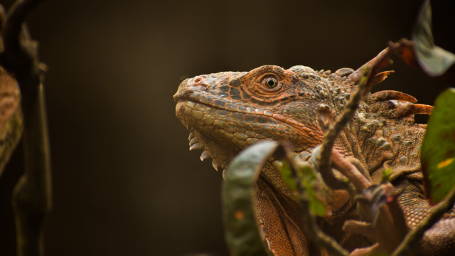 Lizard closeup tree branch leaves free wallpaper - medium preview image