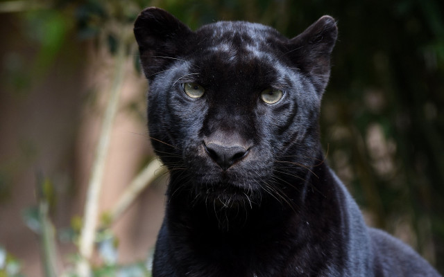 Black panther serious portrait bokeh free wallpaper - medium preview image