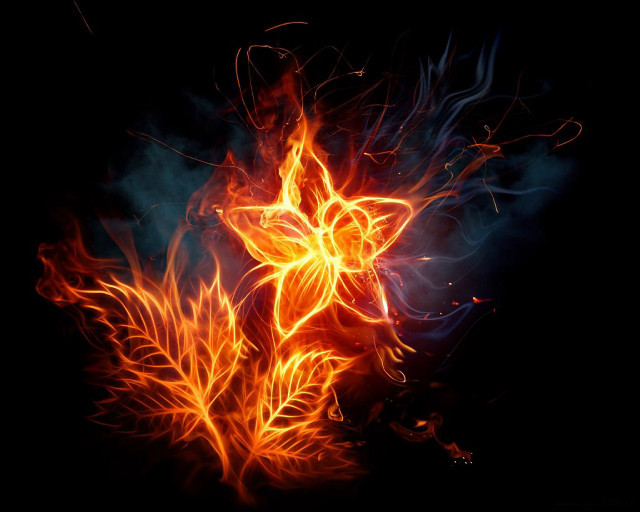 Fire flower bright orange flames free wallpaper - medium preview image