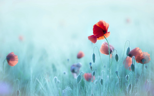 Flower field blurry background red free wallpaper - medium preview image