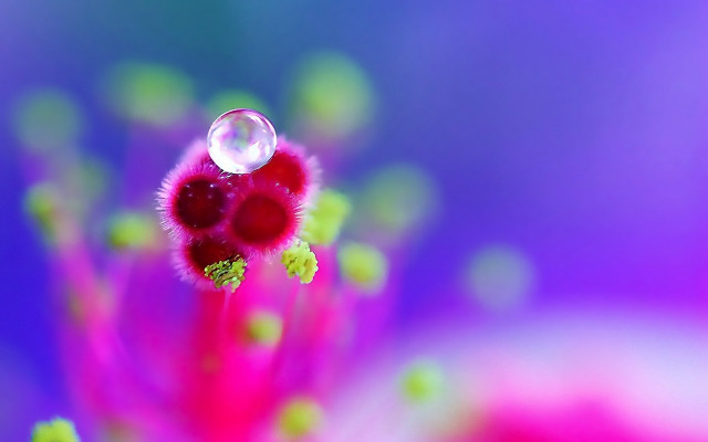 Flower bubble center blue macro free wallpaper - medium preview image