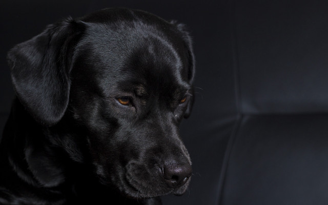 Black dog sitting black chair free wallpaper - medium preview image