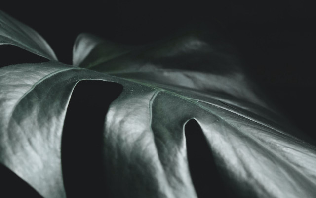 Large leaf dark background white free wallpaper - medium preview image