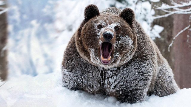 Brown bear standing snow open free wallpaper - medium preview image