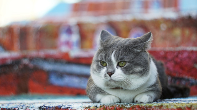 Cat rug fernando botero blurry free wallpaper - medium preview image