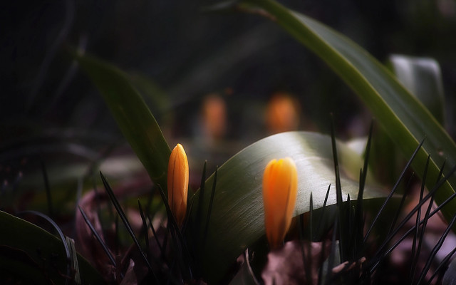 Flower closeup green leaves blurry free wallpaper - medium preview image
