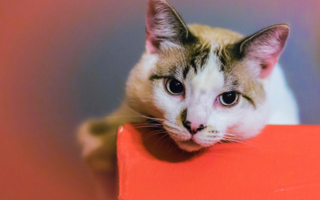 Cat sad red box popart free wallpaper - medium preview image