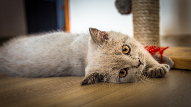 Cat scratchingpost toybird blurry photorealistic free wallpaper - medium preview image