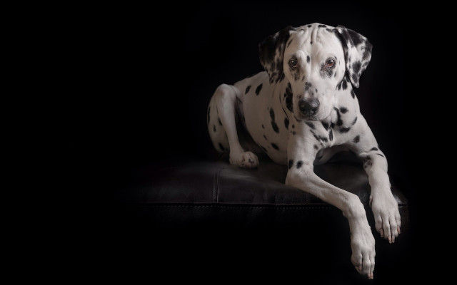 Dalmatian black leather couch dark free wallpaper - medium preview image