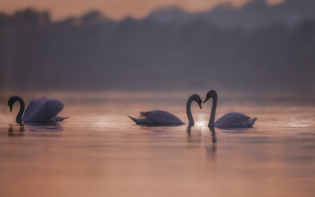 Three swans dawn beach ocean free wallpaper - medium preview image