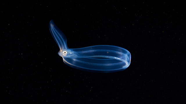 Blue squid bioluminescence rayonism starry free wallpaper - medium preview image