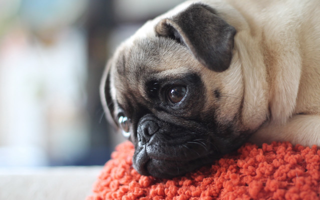 Small dog red pillow couch free wallpaper - medium preview image