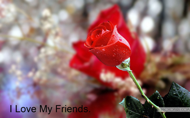 Red rose water droplets quote free wallpaper - medium preview image