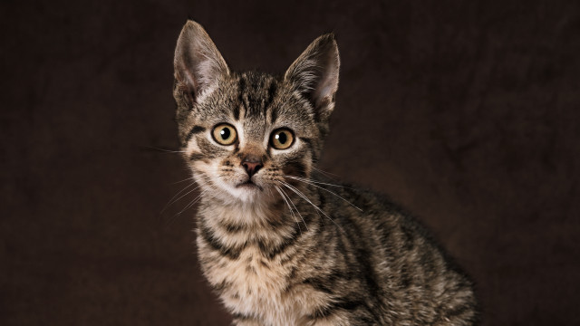 Small cat sad eyes puzzle free wallpaper - medium preview image