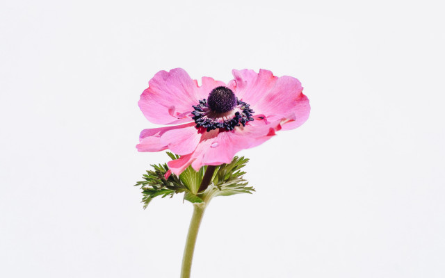 Pink flower stem photorealistic art free wallpaper - medium preview image