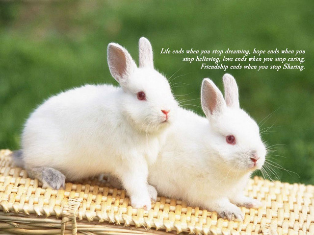 Two white rabbits wicker mat free wallpaper - medium preview image