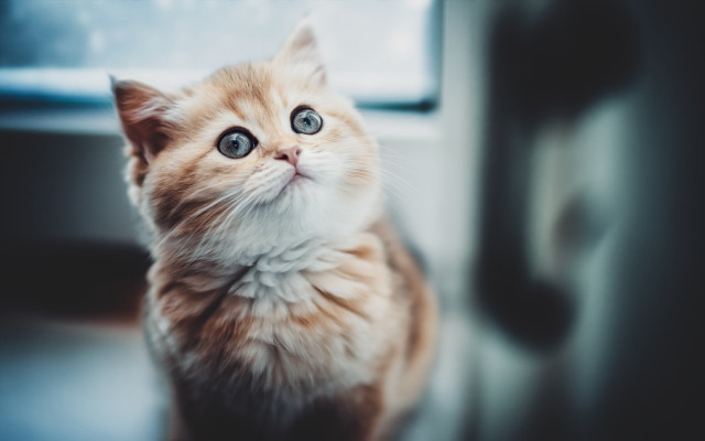 Orange kitten blue eyes window free wallpaper - medium preview image