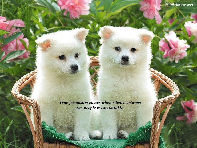 Two white puppies basket true free wallpaper - medium preview image