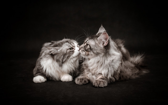 Cat kissing animal photography black free wallpaper - medium preview image