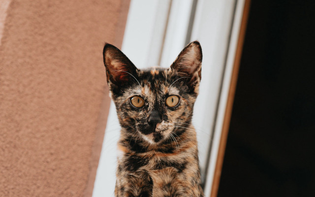 Cat surprised window sill eyes free wallpaper - medium preview image