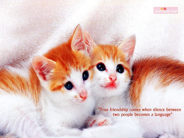 Kittens true friends come when free wallpaper - medium preview image