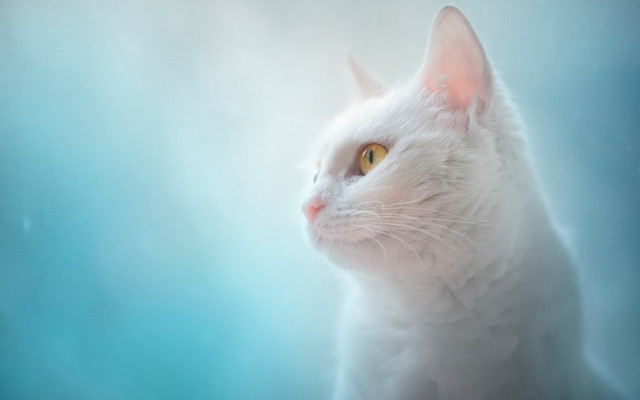 White cat yellow eyes blue free wallpaper - medium preview image