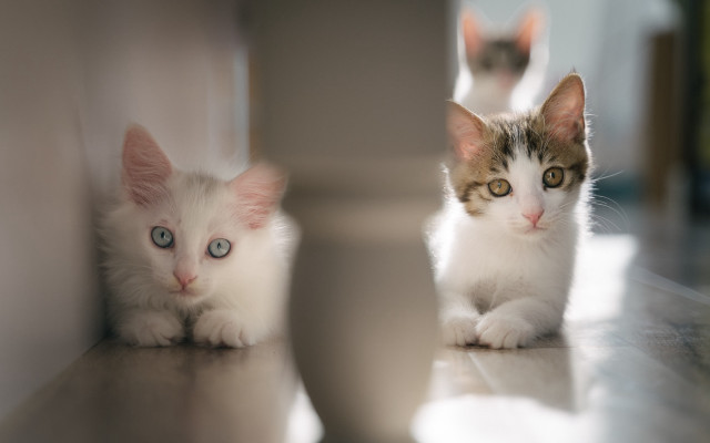 Kittens mirror reflection blurry photo free wallpaper - medium preview image