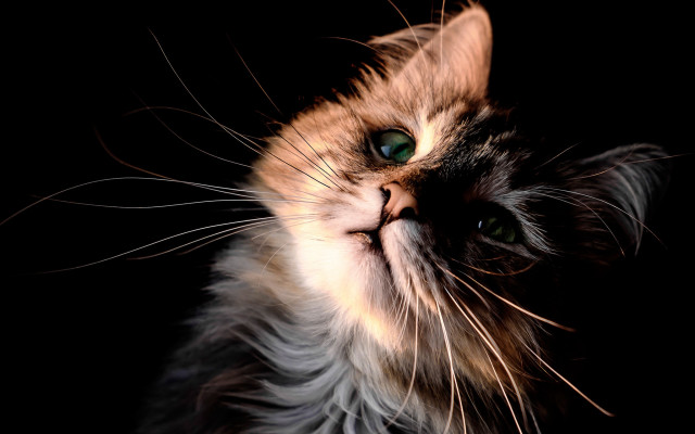 Cat green eyes tilted look free wallpaper - medium preview image