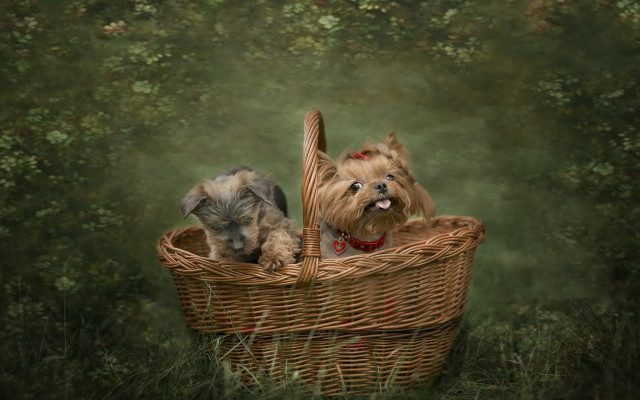 Dogs basket field trees green free wallpaper - medium preview image