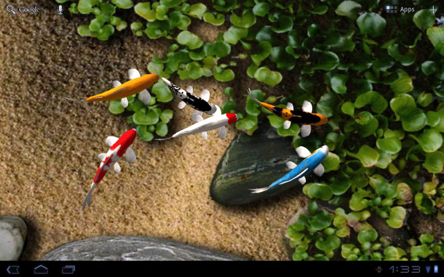 Fish swimming pond plants rocks free wallpaper - medium preview image