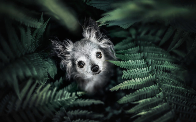 Dog peeking fern green leaves free wallpaper - medium preview image