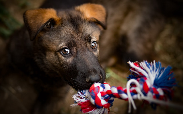 Puppy chewing toy rope shiba free wallpaper - medium preview image