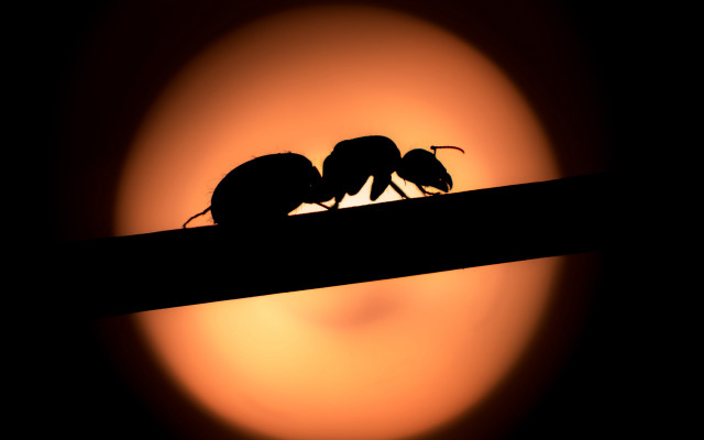 Birds silhouette moon sunset night free wallpaper - medium preview image