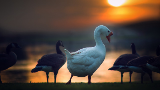 Ducks grass lake sunset bokeh free wallpaper - medium preview image